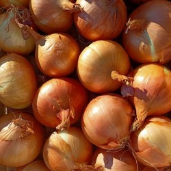 Croc'graines & oignon - Biscuit sans gluten - Bonheur et papilles